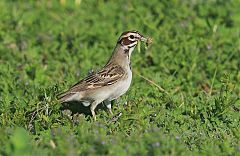 Lark Sparrow